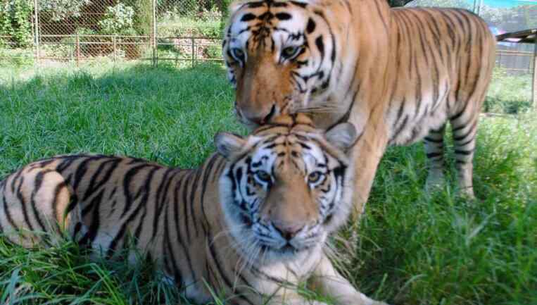 長(zhǎng)沙動(dòng)物園 長(zhǎng)沙動(dòng)物園門(mén)票價(jià)格 長(zhǎng)沙動(dòng)物園好玩嗎