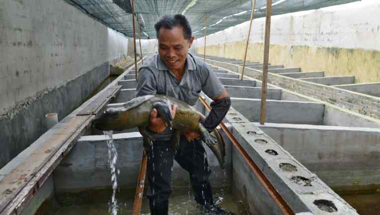 娃娃魚(yú)一斤多少錢 娃娃魚(yú)多少錢一斤 娃娃魚(yú)2017價(jià)格