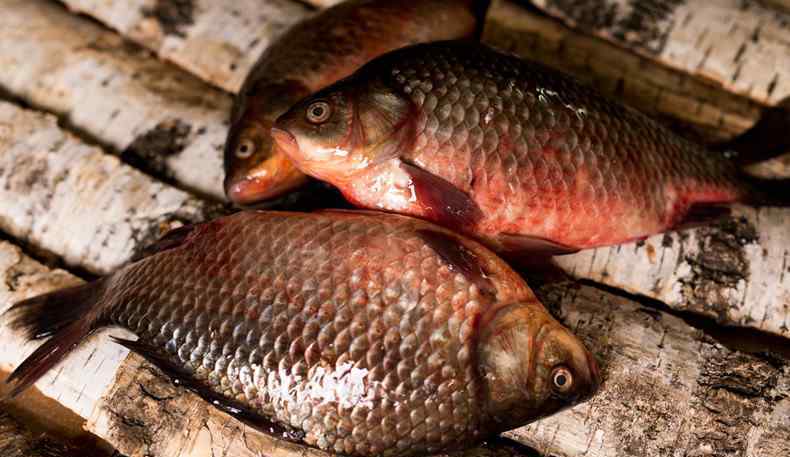 草魚(yú)多少錢一斤 西安草魚(yú)現(xiàn)致癌物 2018草魚(yú)價(jià)格多少錢一斤