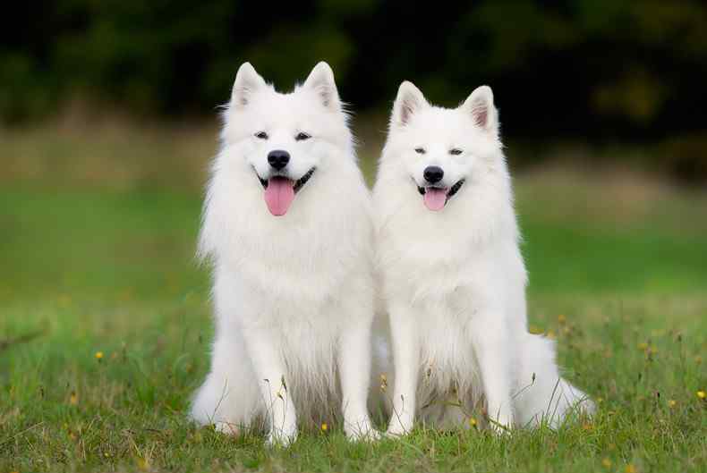 一只薩摩耶幼犬多少錢 薩摩耶乘地鐵出走 薩摩耶幼犬多少錢一只