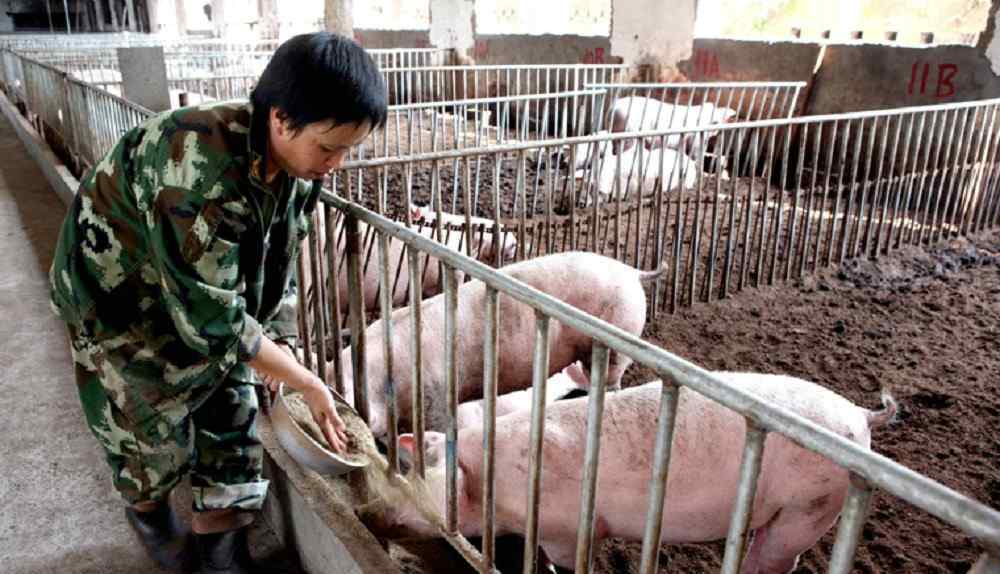 香豬種豬多少錢一只 肉質(zhì)鮮美好味道 香豬種豬多少錢一只？