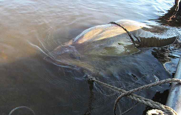 大鰉魚 捕獲1028斤大鰉魚 漁民捕千斤大鰉魚價值22萬