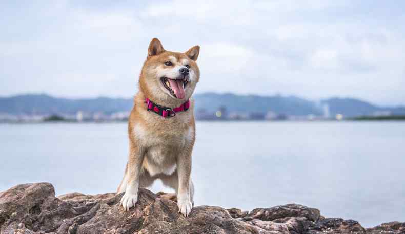 秋田犬價格 純種秋田犬價格 愛狗的人士都想知道