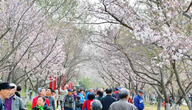 武大譴責(zé)櫻花雨 武大譴責(zé)櫻花雨 2018武大櫻花要門票嗎