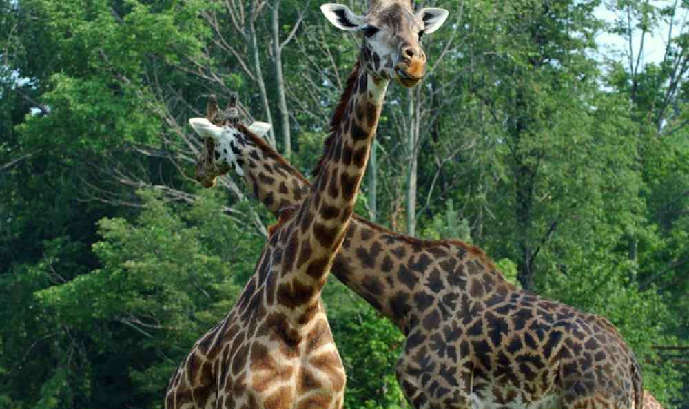 濟南動物園門票 濟南動物園門票多少錢 史上最便宜的動物園