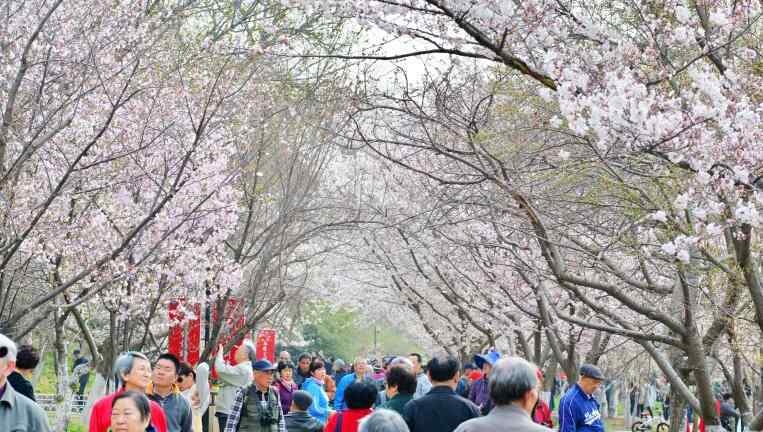 武大櫻花什么時(shí)候開(kāi) 2018武漢櫻花什么時(shí)候開(kāi) 武大看櫻花要門(mén)票嗎