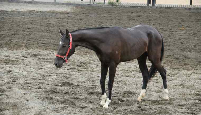 電視劇汗血寶馬 汗血寶馬多少錢 不愧是千里馬之一！