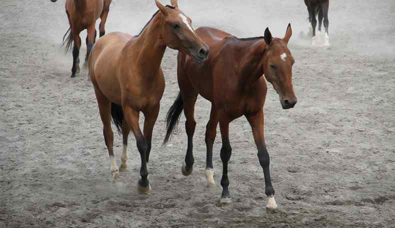 汗血馬價(jià)格 汗血寶馬抵新疆 汗血寶馬多少錢一匹