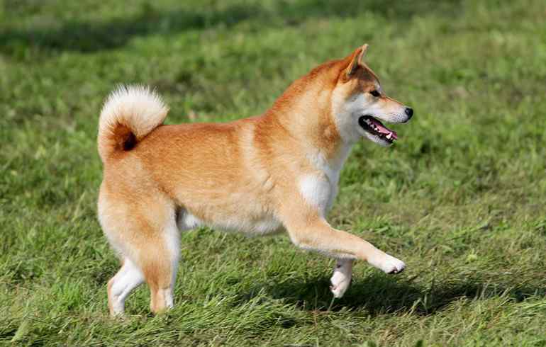 柴犬和秋田犬的區(qū)別 正宗秋田犬多少錢一只 秋田犬和柴犬有什么區(qū)別