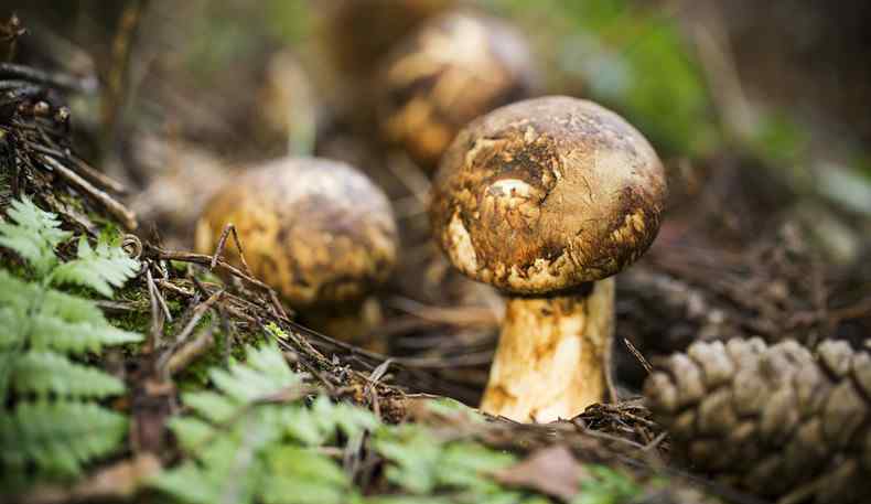 干香菇行情 2019年干香菇多少錢一斤 挑選干香菇的技巧分享