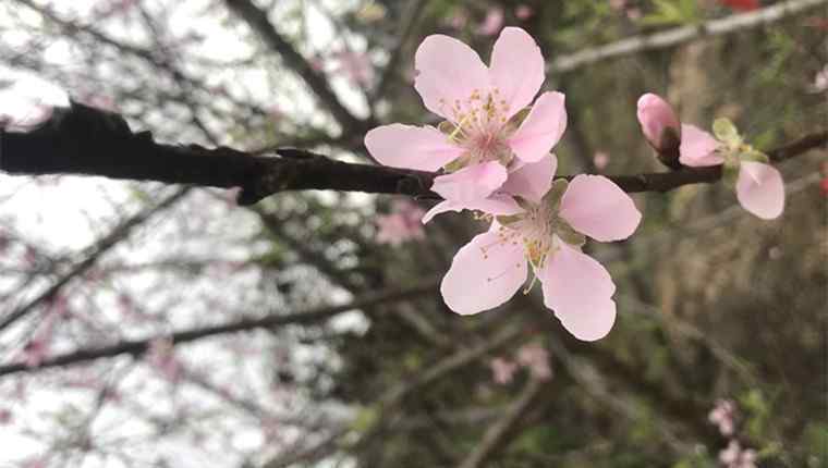 雨花臺門票 南京雨花臺梅花盛開 雨花臺風(fēng)景區(qū)門票多少錢