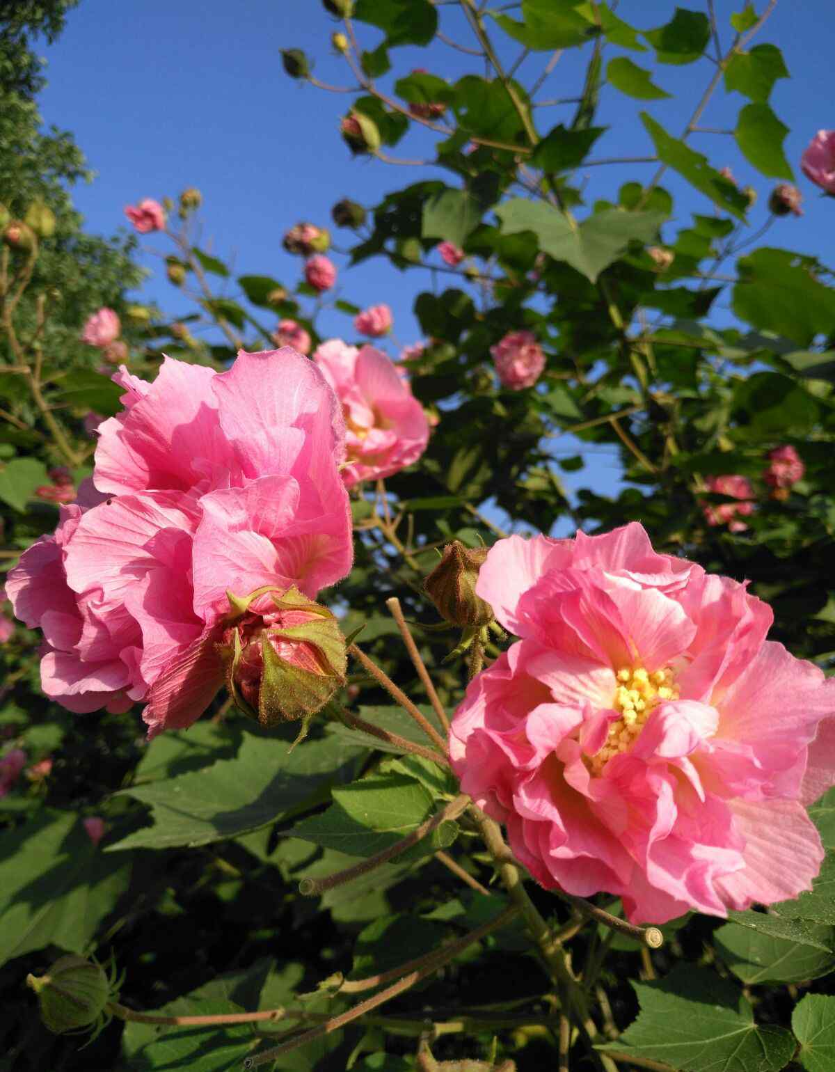 木末芙蓉花 贊芙蓉花