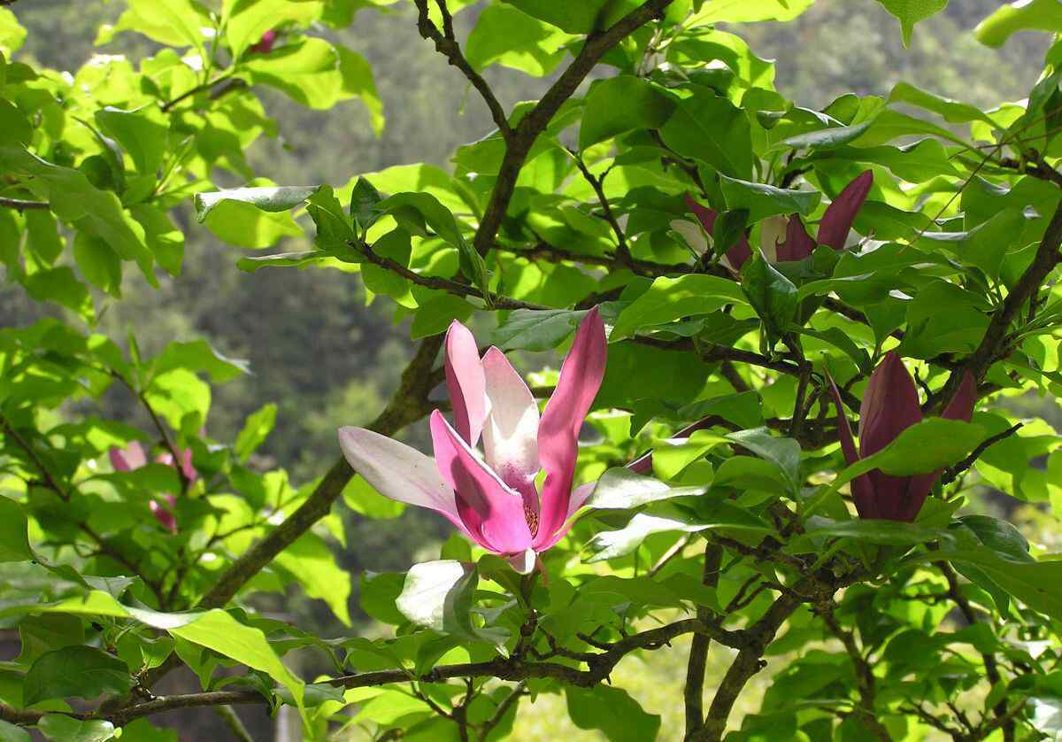 槲蕨 國家公園與自然保護(hù)區(qū)探秘——武夷山之植物