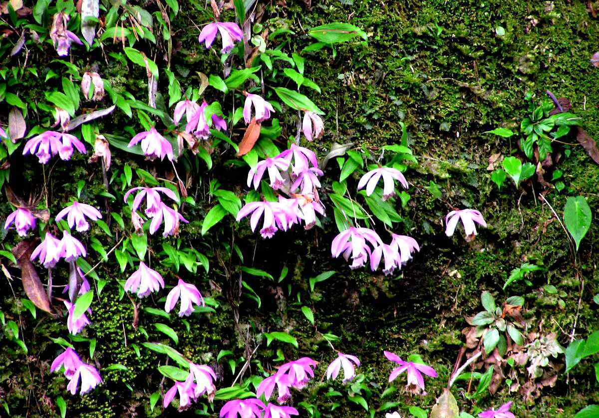 槲蕨 國家公園與自然保護(hù)區(qū)探秘——武夷山之植物