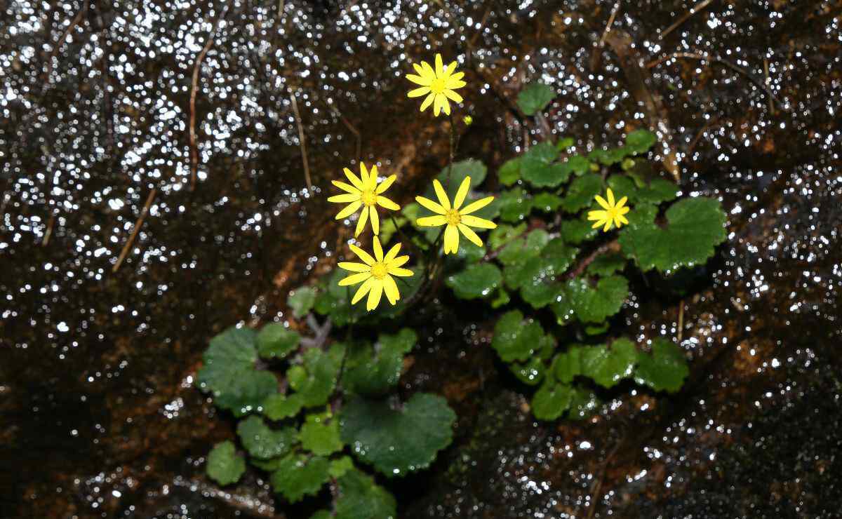 槲蕨 國家公園與自然保護(hù)區(qū)探秘——武夷山之植物