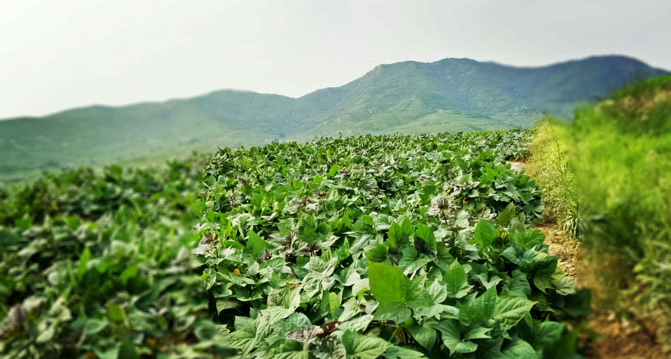 政富 梁甫山農(nóng)產(chǎn)品致力帶動(dòng)農(nóng)民政富增收攻堅(jiān)扶貧讓您吃到放心農(nóng)產(chǎn)品是梁甫山人的目標(biāo)追求?13561929499