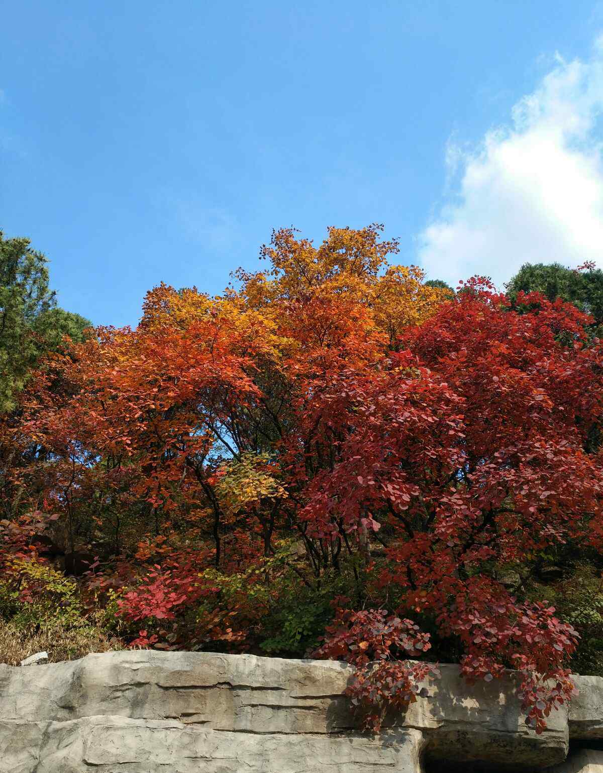 濟(jì)南紅葉谷 濟(jì)南紅葉谷