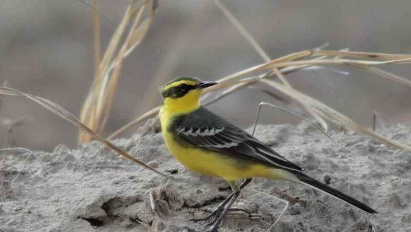 鳥類大全 鳥類大全