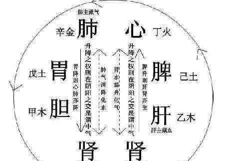 一氣周流 優(yōu)分享｜人體：一氣周流