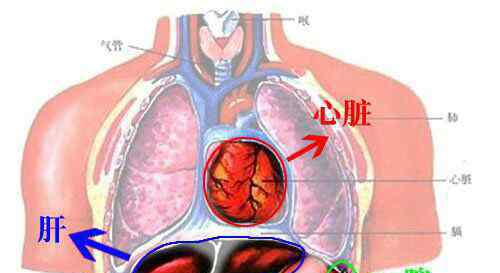 心臟的功能 心臟的功能及概念