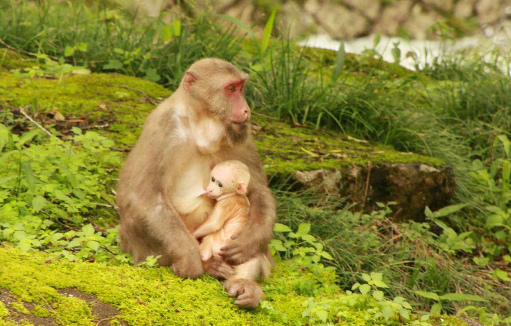 天蠶蛾科 國家公園與自然保護(hù)區(qū)探秘——武夷山之動物