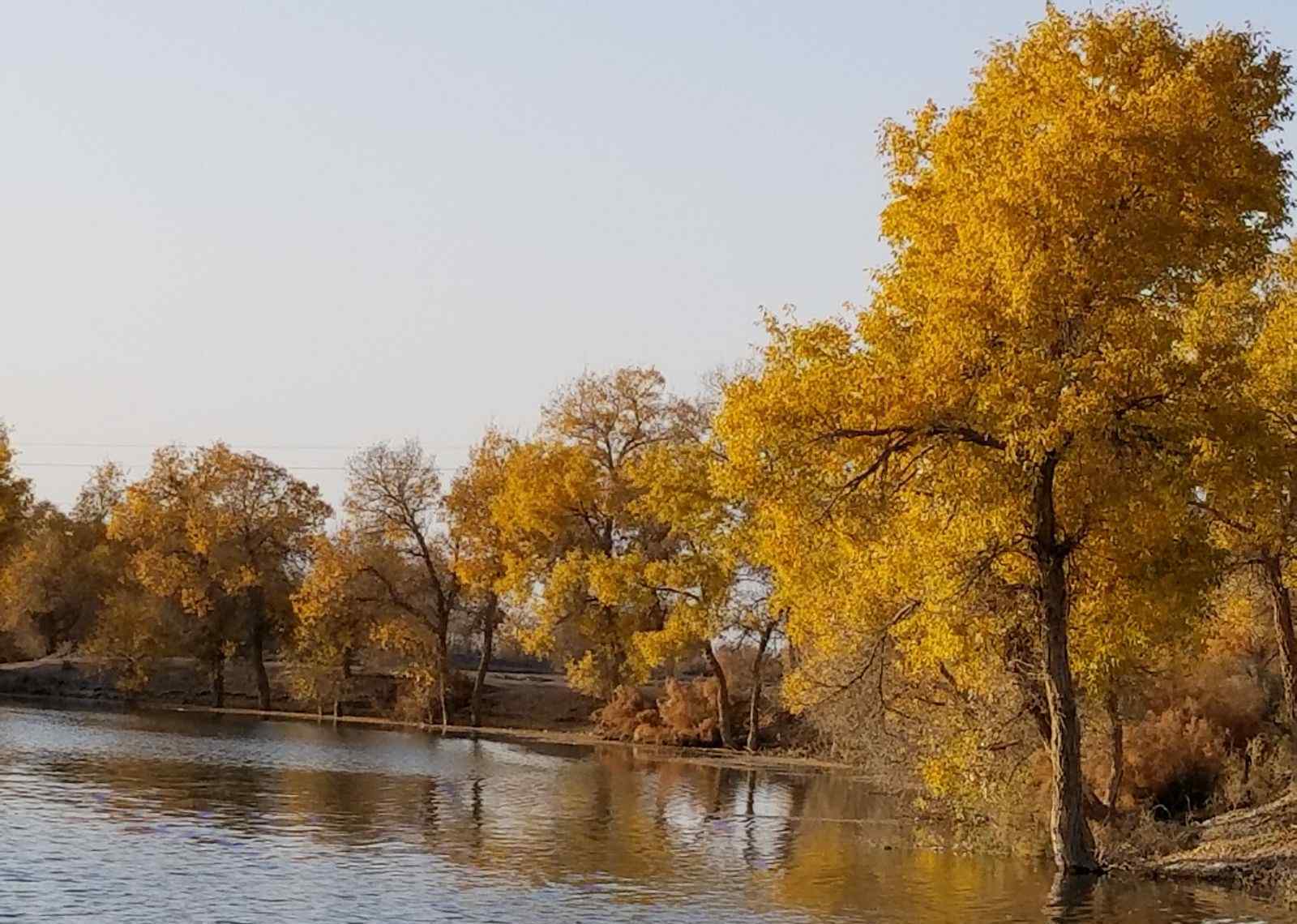 新疆喀什巴楚縣 新疆喀什巴楚紅海灣胡楊景區(qū)