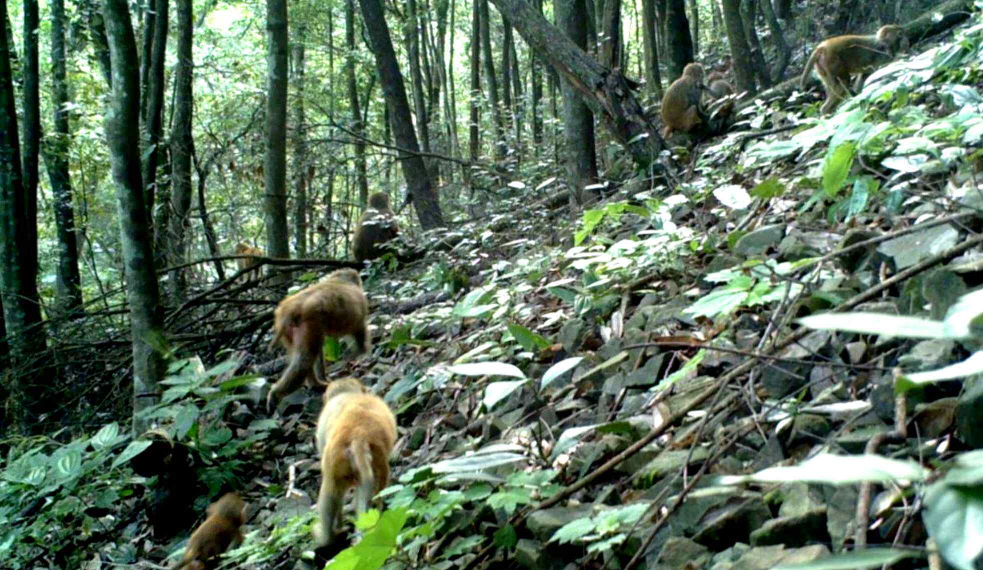 天蠶蛾科 國家公園與自然保護(hù)區(qū)探秘——武夷山之動物