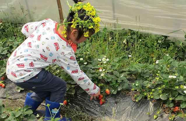 摘草莓歌曲 幼兒園音樂摘草莓教案