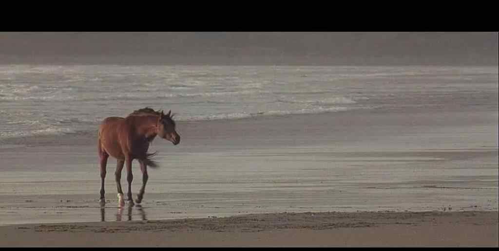 神秘群島 從《神秘群島》剖析人性