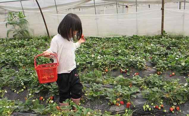 摘草莓歌曲 幼兒園音樂摘草莓教案