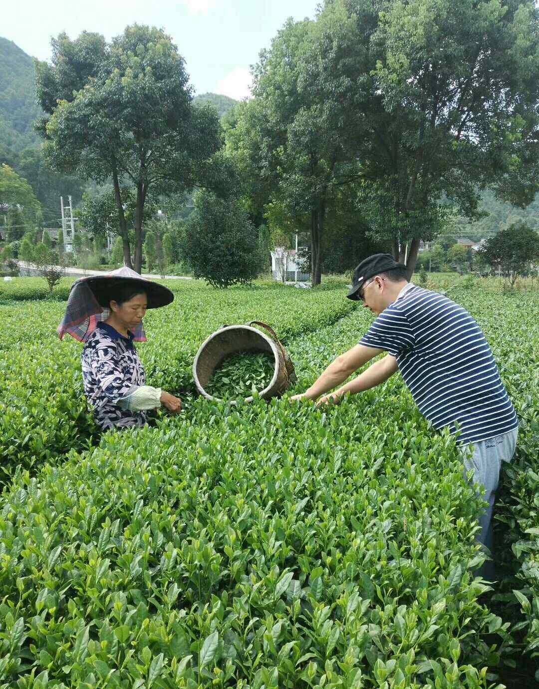 鋅硒茶 鳳岡鋅硒茶簡介