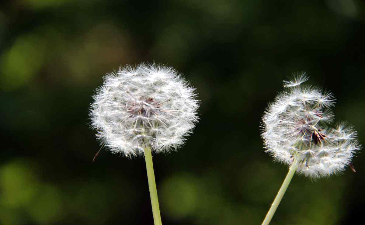 蒲公英花語 蒲公英花語