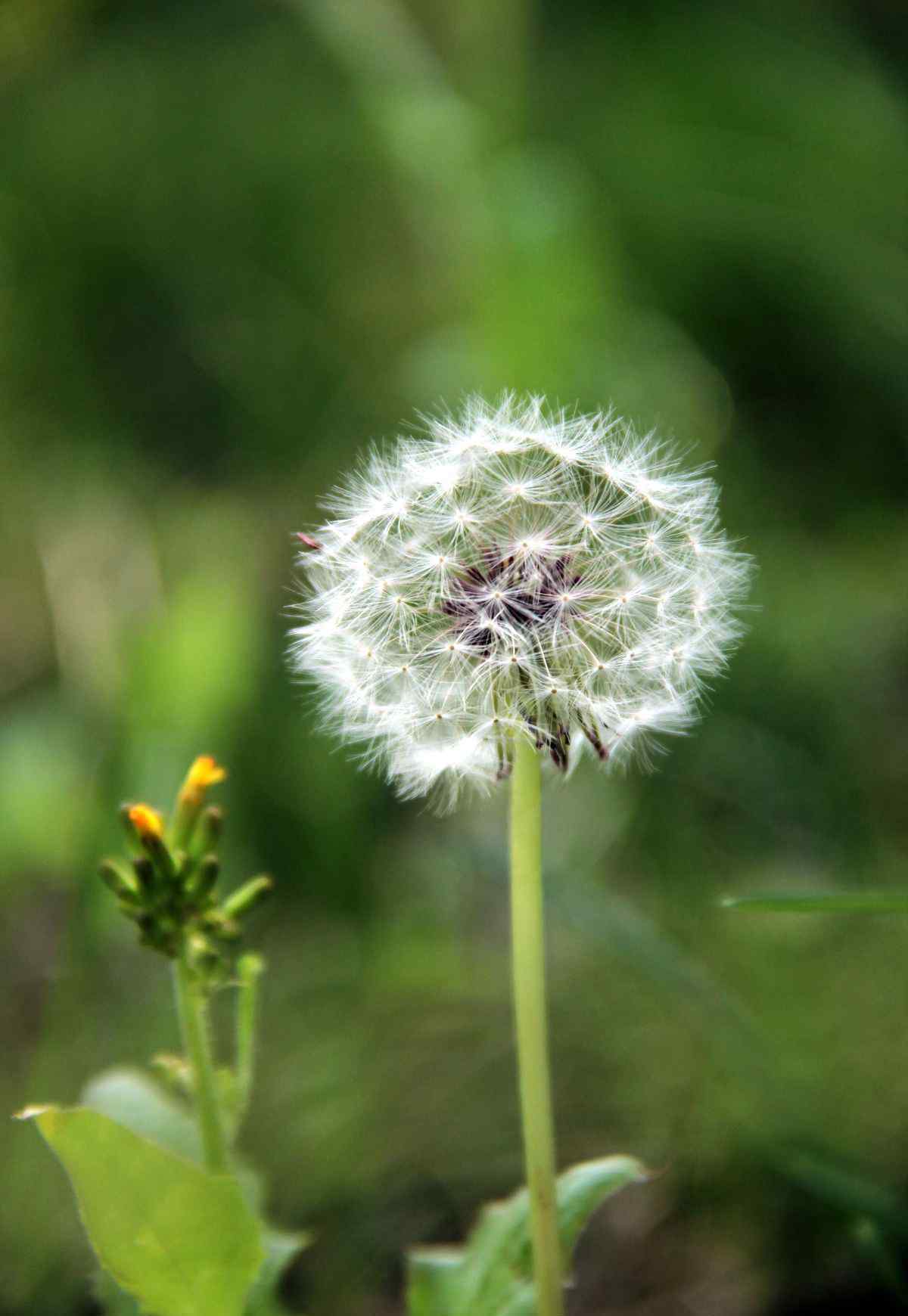 蒲公英花語 蒲公英花語