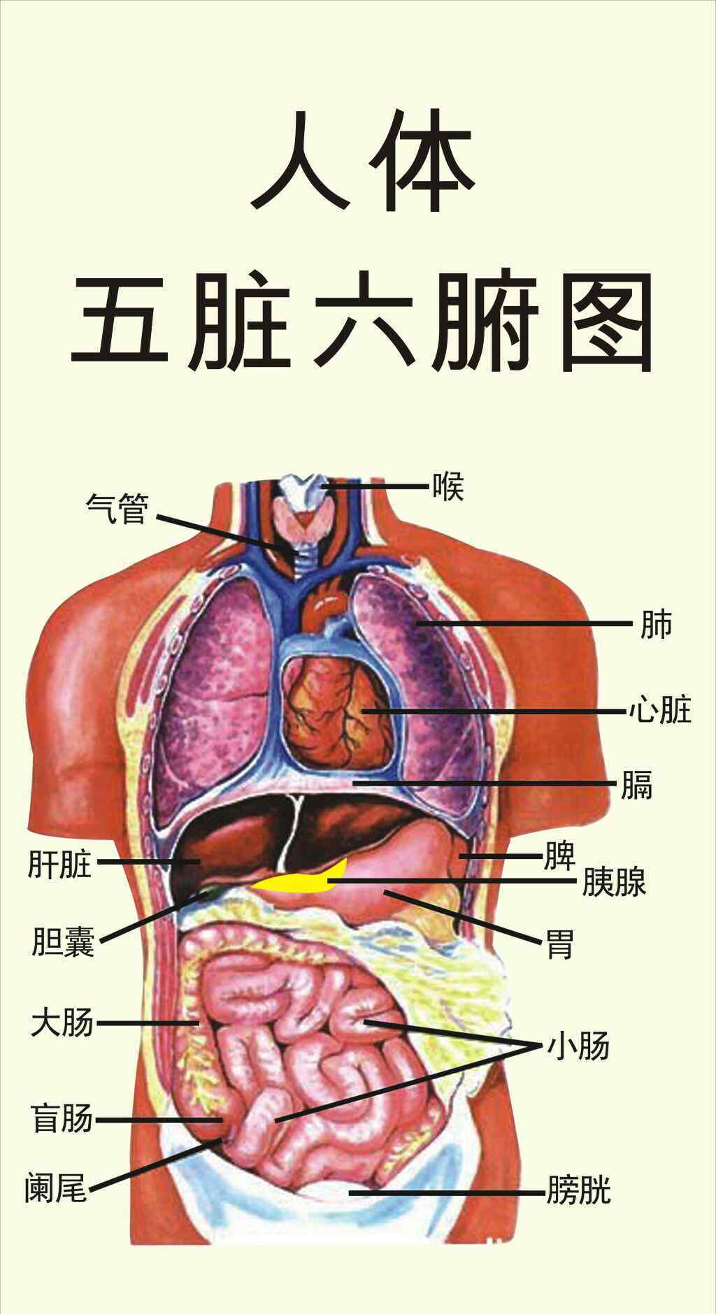 人體的八大系統(tǒng)是什么 五臟六腑指的是什么及各自功能是什么？人體排毒六大通道和人體的八大系統(tǒng)！