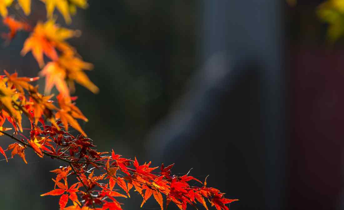 楓葉正紅 楓葉正紅