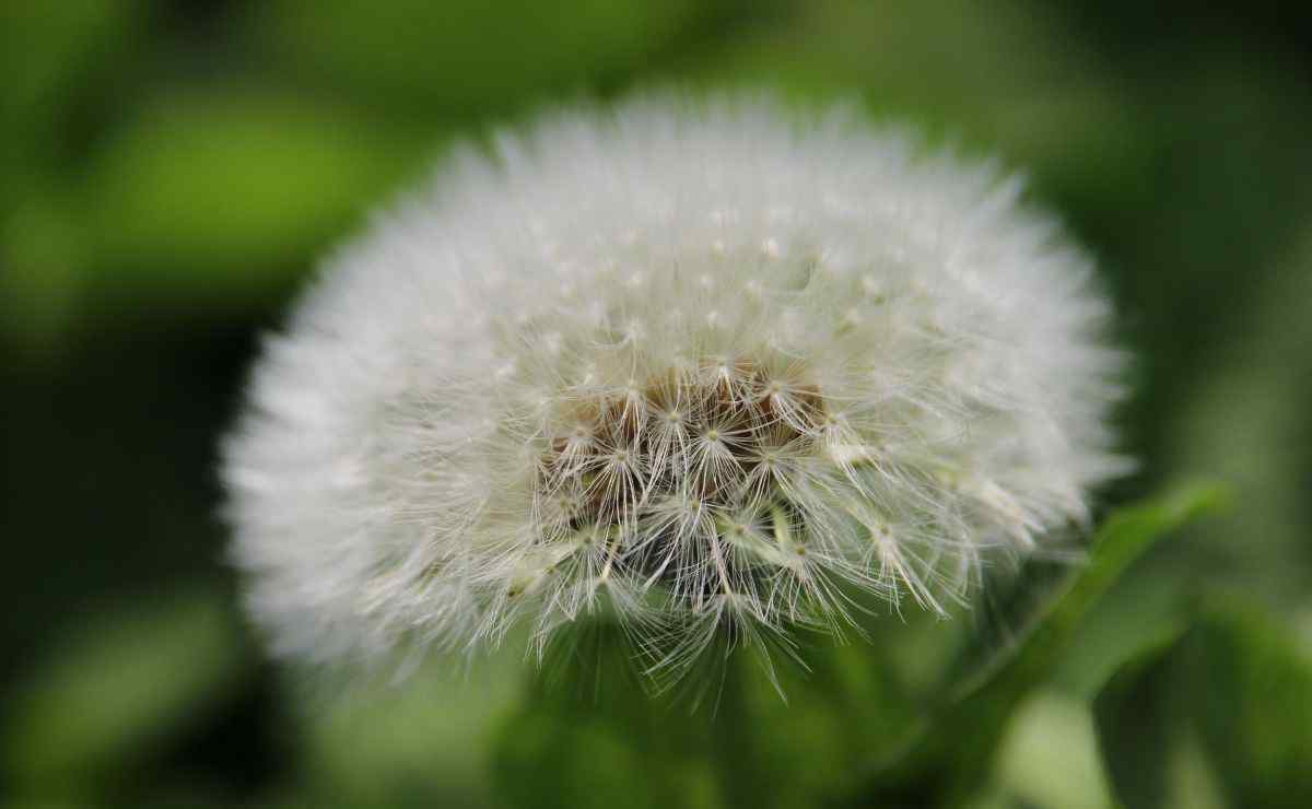 蒲公英花語 蒲公英花語