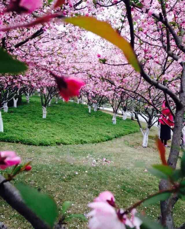 杭州煙花節(jié) 煙花三月下杭州