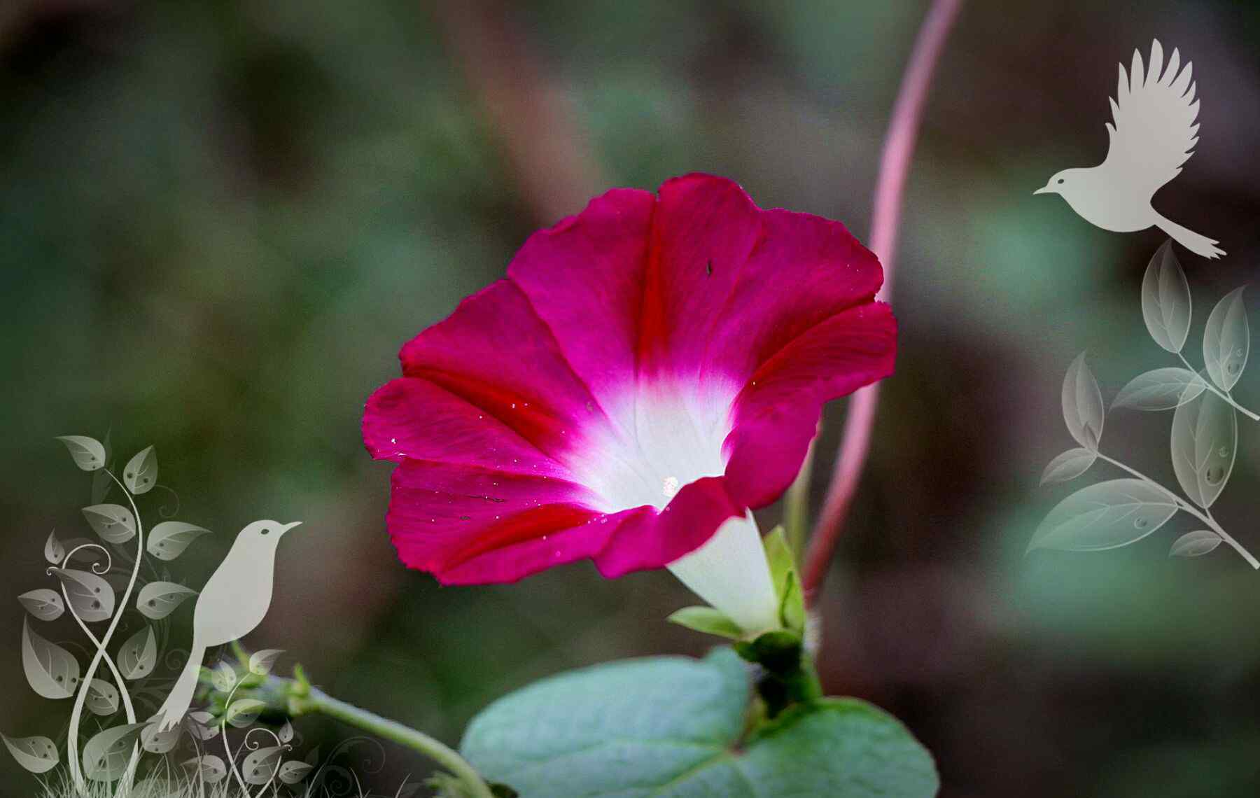 牽牛花花語 牽?；?> </div> <div   id=