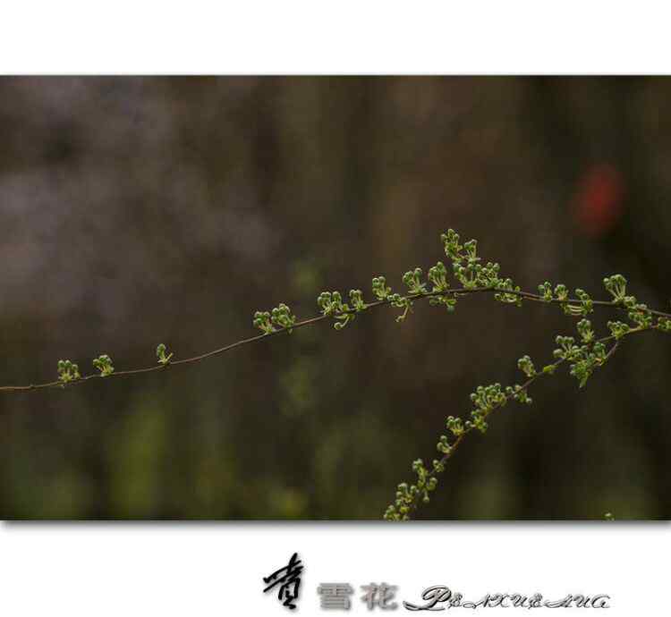 噴雪花 噴雪花