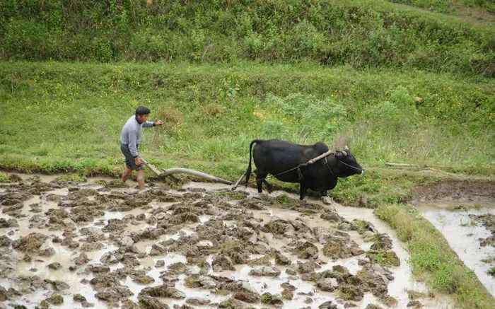 犁田 教你農(nóng)民的傳統(tǒng)基本功-----犁田、耙田