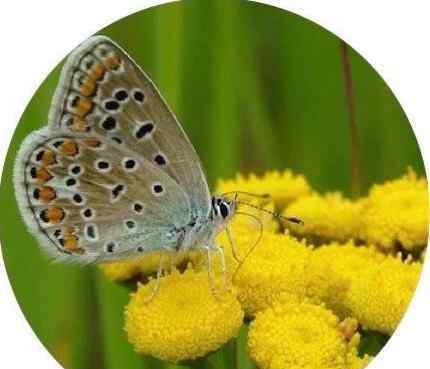 艾菊 藍(lán)艾菊 Blue Tansy