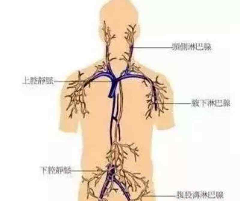 淋巴循環(huán) 淋巴系統(tǒng)決定你99%的疾病