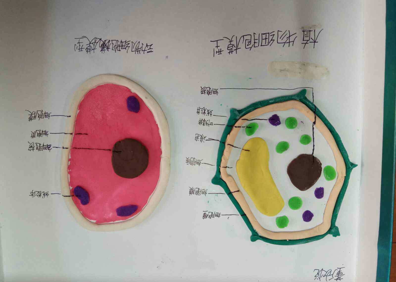 細(xì)胞模型 6.7動(dòng)植物細(xì)胞手工模型