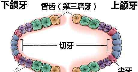 阻生齒都能一切正常長出嗎?