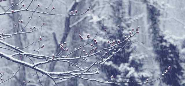 雪花片隨風(fēng)飄蕩舞,寒枝一點(diǎn)梅花香,一起追隨我去體會(huì)下古詩(shī)文里