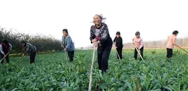 板藍(lán)根沖劑在中國絕大多數(shù)地域均有種植