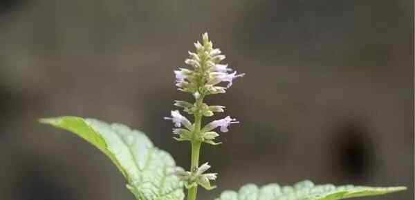 patchouli 廣藿香 Patchouli（拉丁文 Pogostemon cablin)