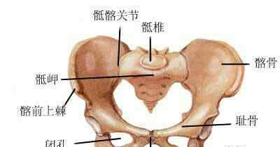 恥骨疼 多么痛的領(lǐng)悟——恥骨聯(lián)合分離疼痛