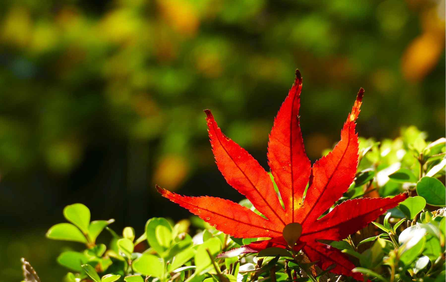 上海秋霞圃 秋霞圃的紅楓