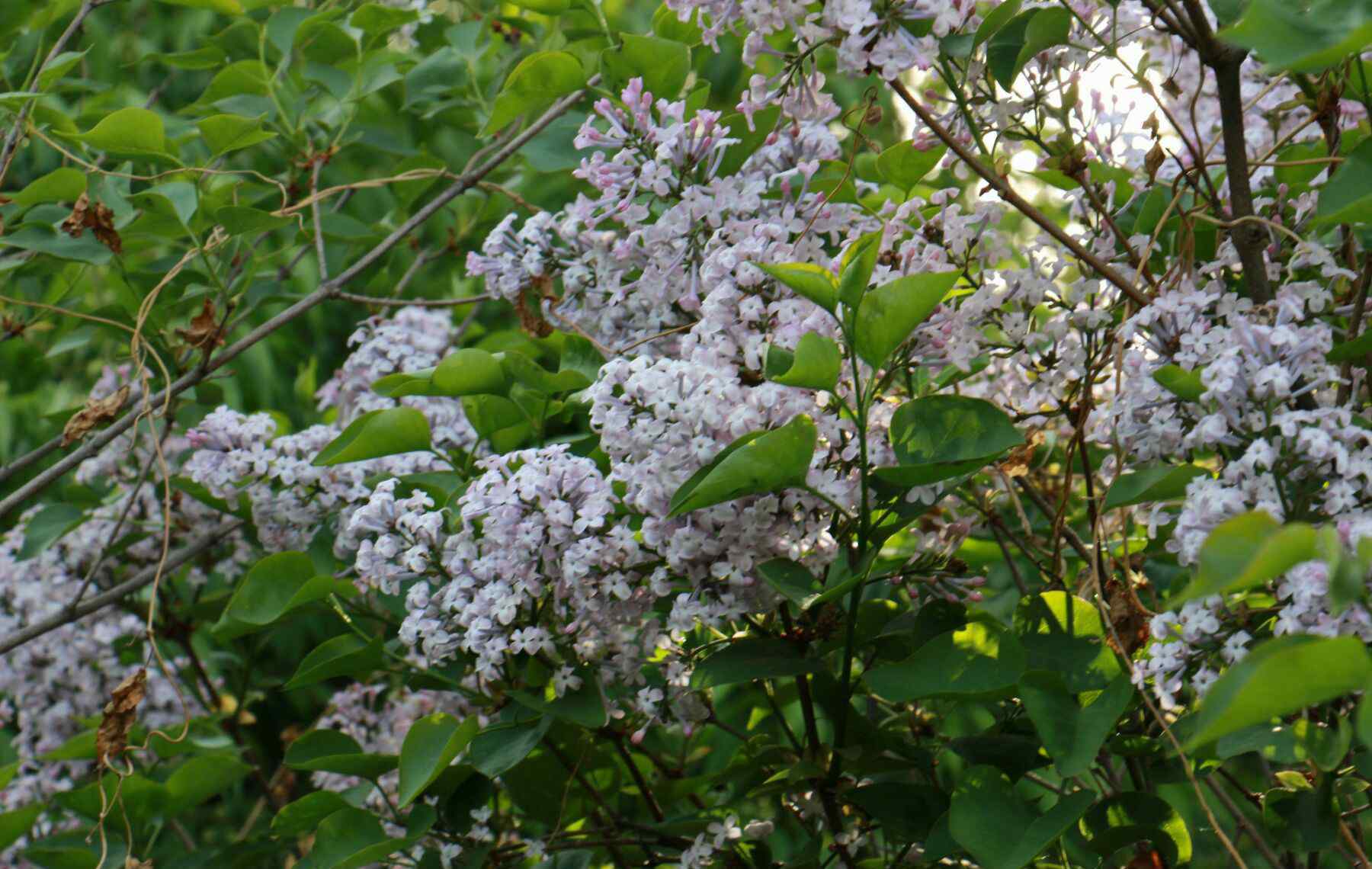 五月丁香花開 盛開在五月的丁香花